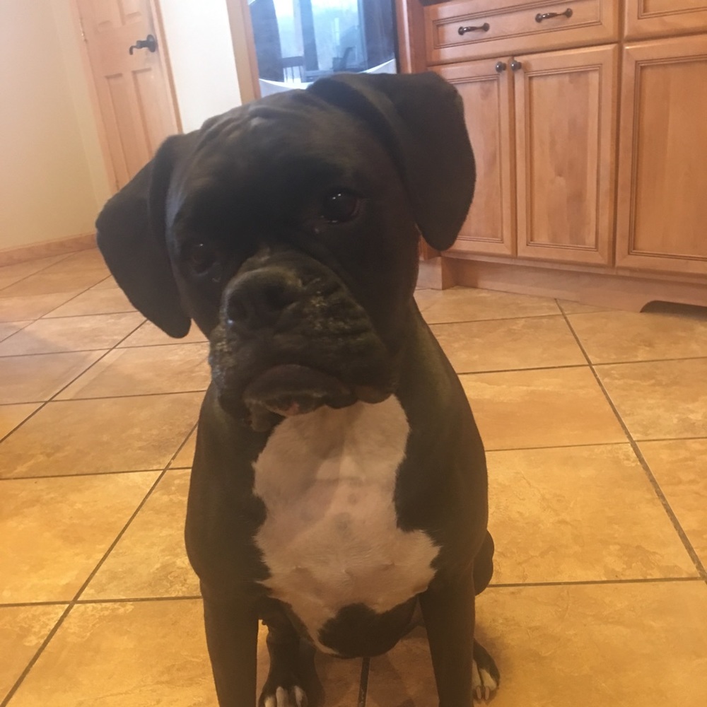 Meet your Posher, Mollie